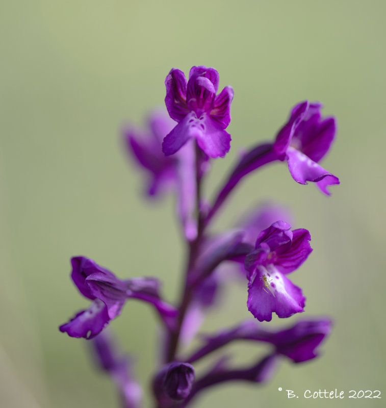 Kretenzer orchis - Borys orchid - Orchis boryi