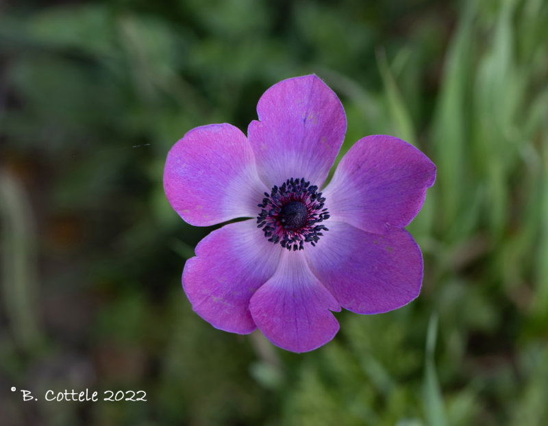 Anemoon - Anemone coronaria