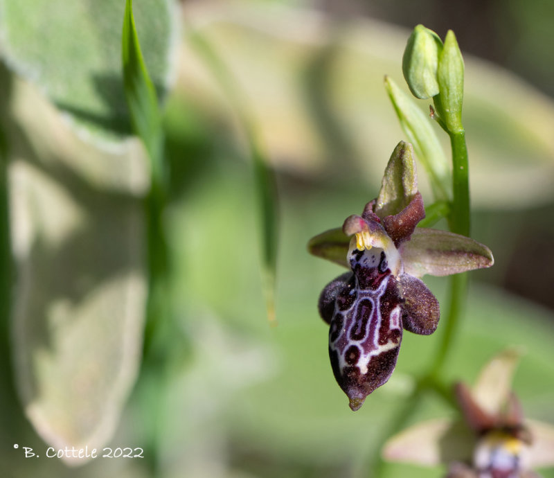 Ophrys kotschyi 