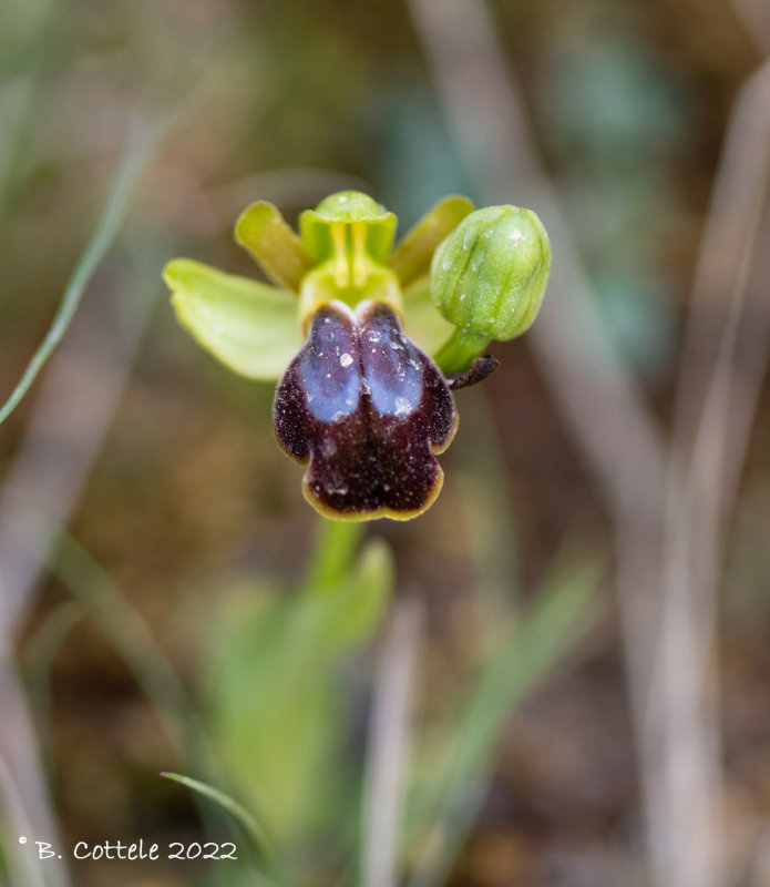 Bruine ophrys - Sombre bee-orchid - Ophrys fusca