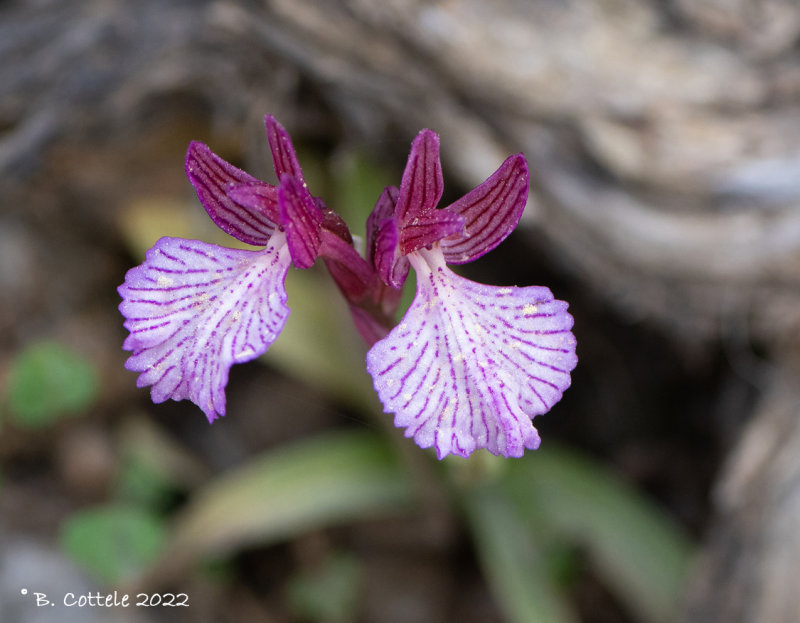 Vlinderorchis - Butterfly orchid - anacamptis papilionacea