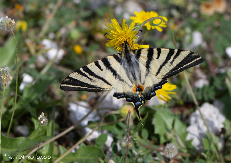 Koningspage - Scarce swallowtail - Iphiclides podalirius