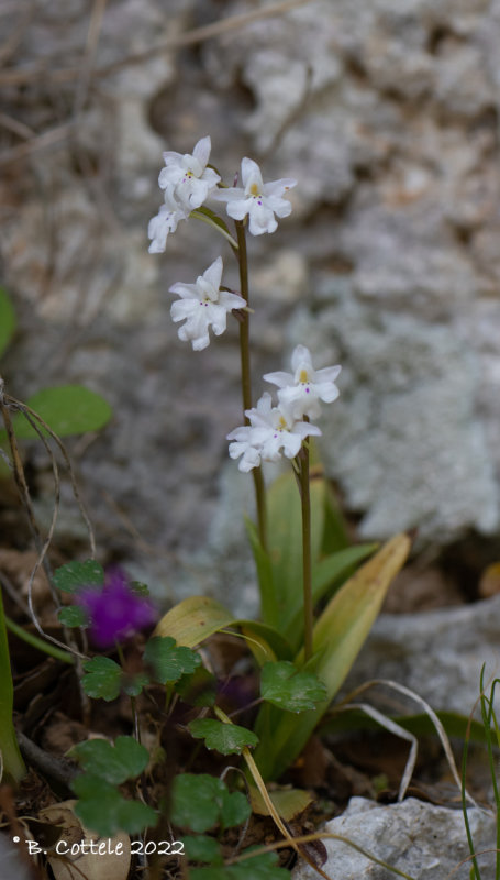 Vierpuntjesorchis - Four-spotted orchid - Orchis quadripunctata