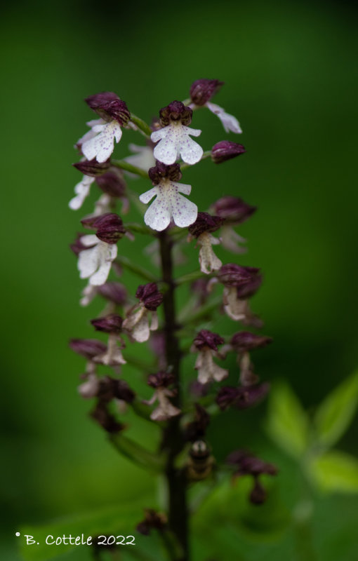 Purperorchis - Lady orchid - Orchis purpurea