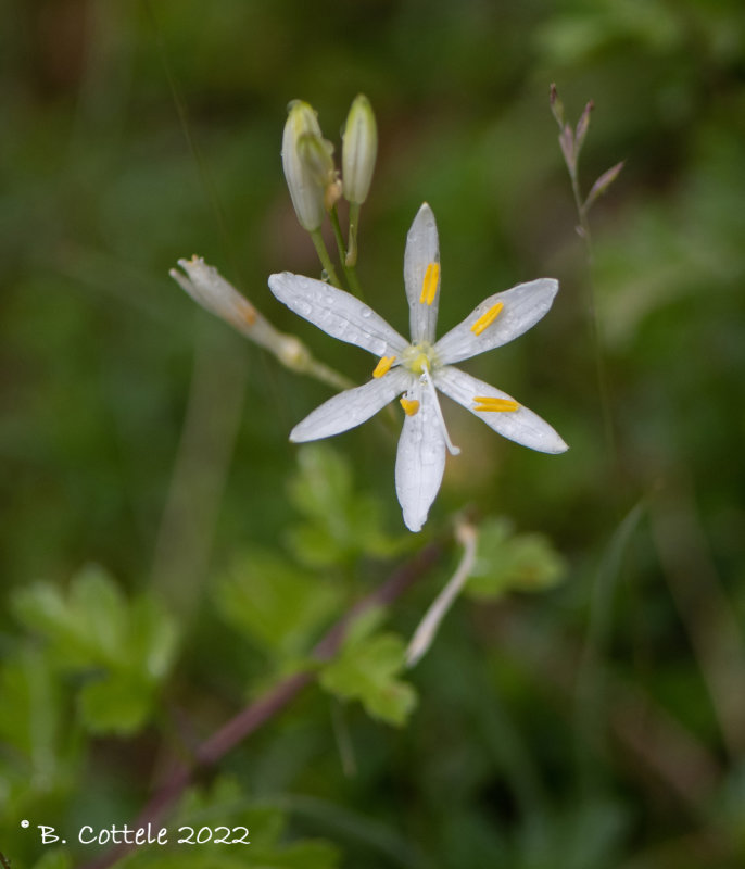 Grote graslelie - St Bernard's lily - Anthericum liliago