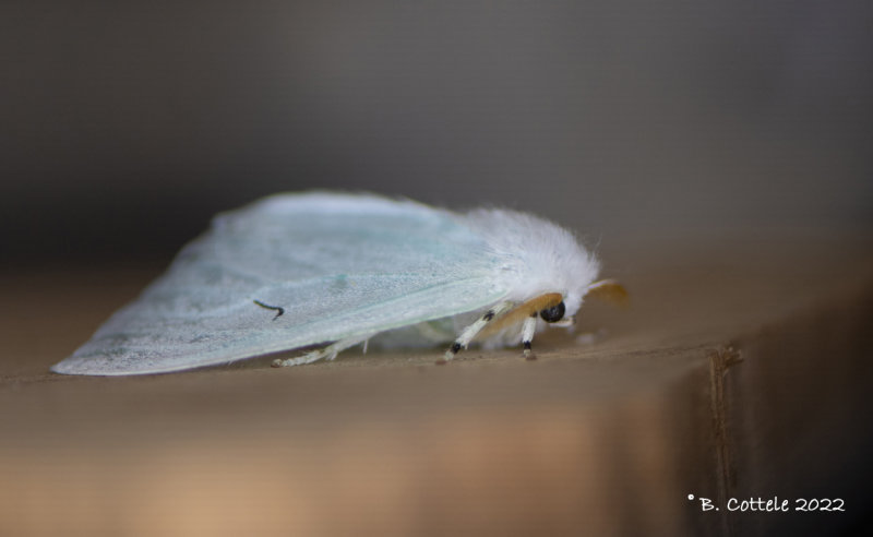 Zwarte-l-vlinder - Black V moth - Arctornis L-nigrum