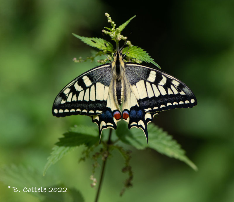 Koninginnepage - Old world swallowtail - Papilio machaon