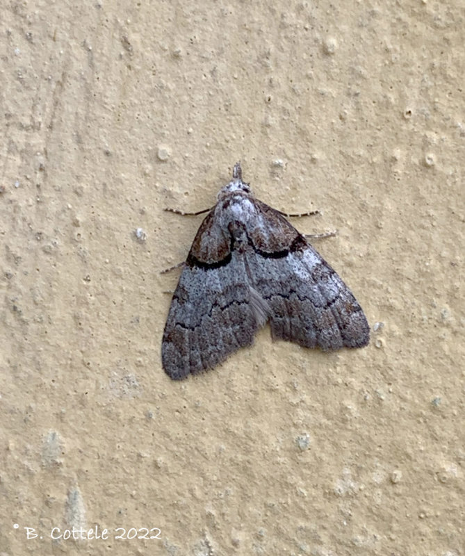 Klein visstaartje - Short-cloaked moth - Nola cucullatella