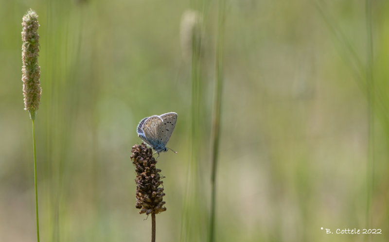 Icarusblauwtje - Common blue - Polyommatus icarus