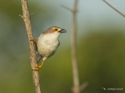 Goudoogtimalia - Yellow-eyed Babbler 
