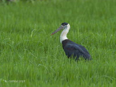 Bisschopsooievaar - Woolly-necked Stork - Ciconia episcopus