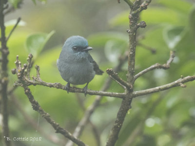 Ceylonvliegenvanger - Dull-blue Flycatcher - Eumyias sordidus