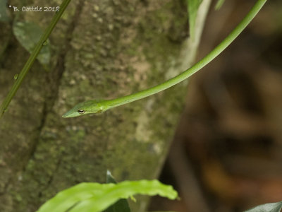Green vine snake - Ahaetulla nasuta