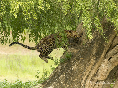 leopard luipaard 2018-11 yala (sri) 06.jpg