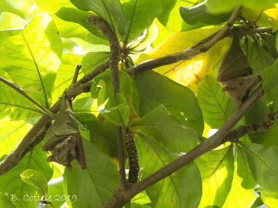 Gambiaanse Epaulettenvleerhond - Gambian epauletted fruit bat - Epomophorus gamibanus