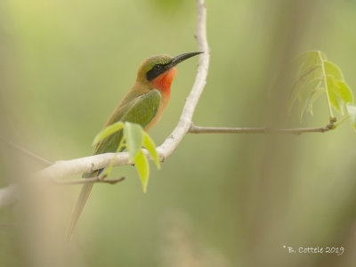 Roodkeelbijeneter - Red-throated Bee-eater - Merops bulocki