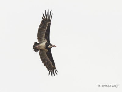 Witkopgier - White-headed Vulture - Trigonoceps occipitalis