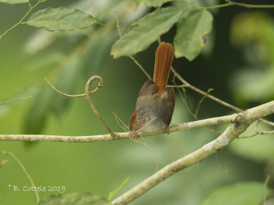 Roodkapelfmonarch - Chestnut-capped Flycatcher - Erythrocercus mccallii