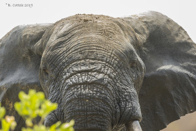 Olifant - Elephant - Loxodonta africana
