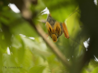 Afrikaanse Geelvleugelvleermuis - Yellow-winged bat - Lavia frons