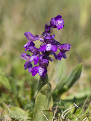 Harlekijnorchis - Green-winged Orchid - Anacamptis morio