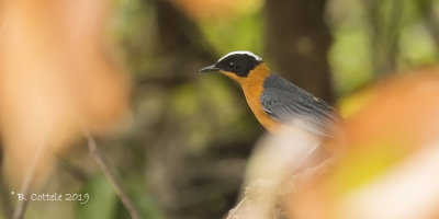 Witkruinlawaaimaker - Snowy-crowned Robin-Chat