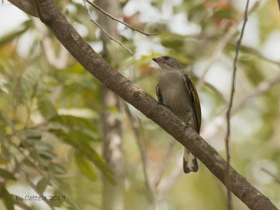 Kleine Honingspeurder - Lesser Honeyguide - Indicator minor  