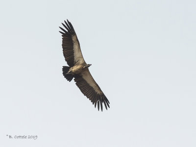 Witruggier - African White-backed Vulture - Gyps africanus