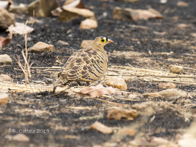 Vierbandzandhoen - Four-banded Sandgrouse - Pterocles quadricinctus