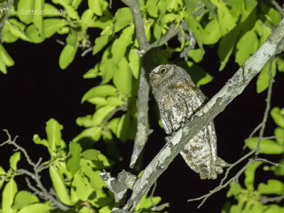 Afrikaanse Dwergooruil - African Scops Owl - Otus senegalensis