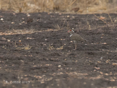 Forbes' Plevier - Forbes's Plover - Charadrius forbesi