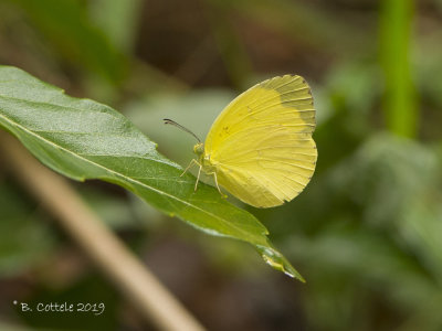 Gewoon grasgeeltje - Common Grass Yellow - Eurema hecabe