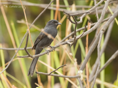 Senegalese Drongovliegenvanger - Northern Black Flycatcher - Melaenornis edolioides