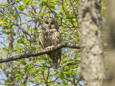 Oeraluil - Ural Owl - Strix uralensis