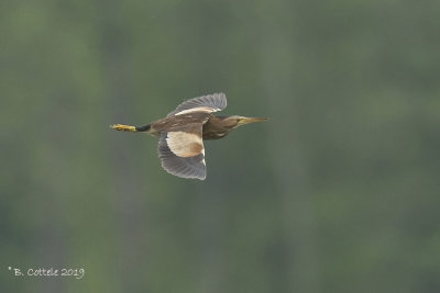 Woudaap - Little Bittern