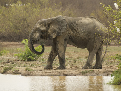 Olifant - Elephant - Loxodonta africana