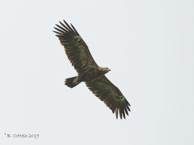 Schreeuwarend - Lesser Spotted Eagle 