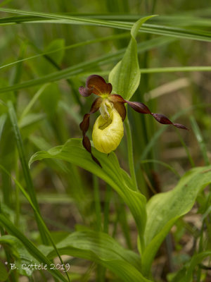 Vrouwenschoentje - Lady's-slipper Orchid - cypripedium calceolus