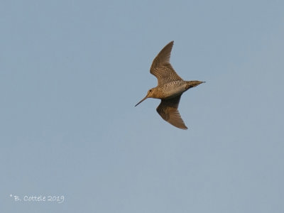 Poelsnip - Great Snipe - Gallinoga media