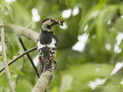 Syrische Bonte Specht - Syrian Woodpecker - Dendrocopos syriacus