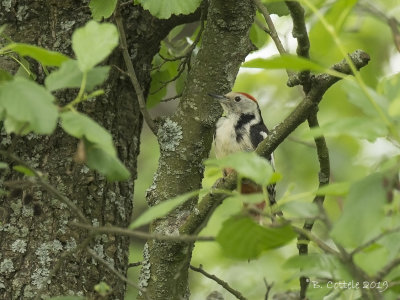 Middelste Bonte Specht - Middle Spotted Woodpecker - Dendrocoptes medius