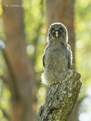 Laplanduil - Great Grey Owl 