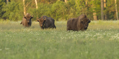 Wisent - European Bison - Bison bonasus