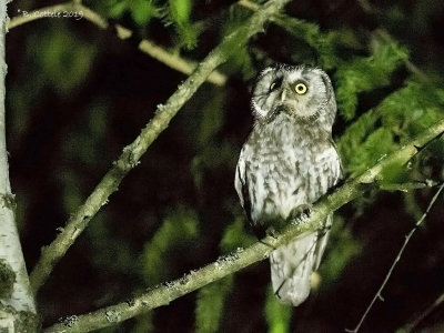 Ruigpootuil - Tengmalm's Owl / Boreal Owl - Aegolius funereus