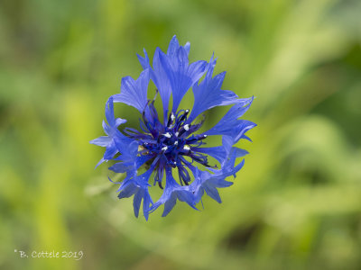 Korenbloem - Cornflower - Centaurea cyanus 