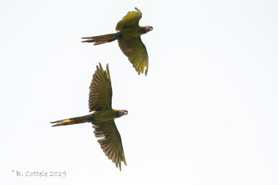 Buffons Ara - Great Green Macaw - Ara ambiguus
