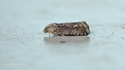 Gewone Spiegelmot - Chestnut Tortrix - Cydia splendana