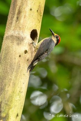 Zwartwangspecht - Black-cheeked Woodpecker