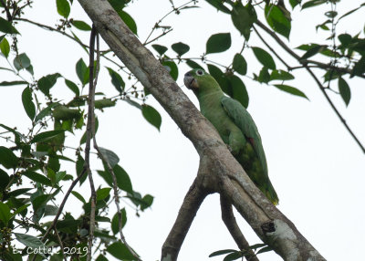 Guatemala-amazone - Northern Mealy Parrot