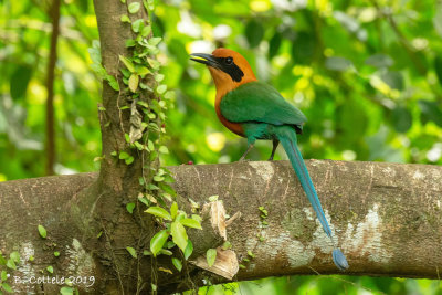 Rosse Motmot - Rufous Motmot - Baryphthengus martii